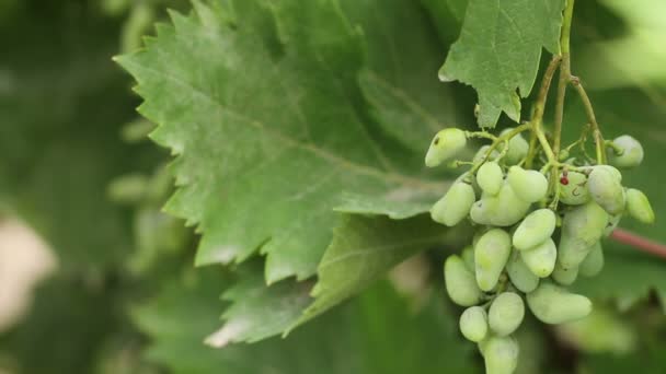 Green grapes on the vine sway. — Stock Video