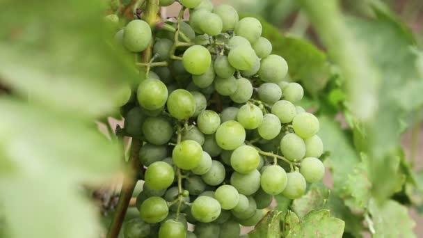 Uvas verdes na oscilação da vinha . — Vídeo de Stock