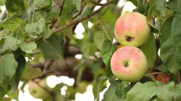 Rijpe appels op een boomtak. — Stockvideo