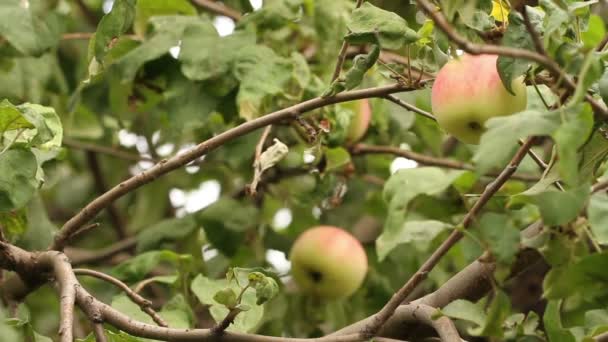 Rijpe appels op een boomtak. — Stockvideo