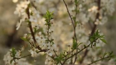 çiçekli kiraz ağacı bi Rüzgar
