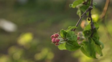 çiçekli elma ağacı rüzgarda sways