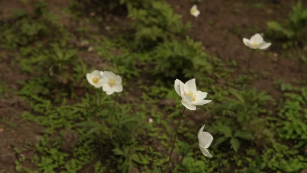 Witte bloemen in de flowerbed — Stockvideo