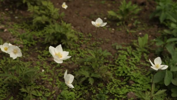 Witte bloemen in de flowerbed — Stockvideo