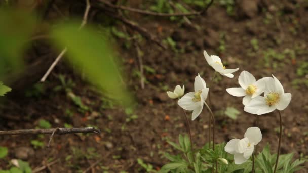 Fleurs blanches dans le parterre de fleurs — 图库视频影像
