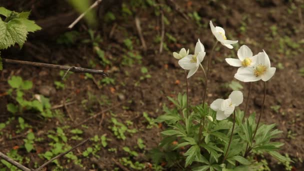 Witte bloemen in de flowerbed — Stockvideo