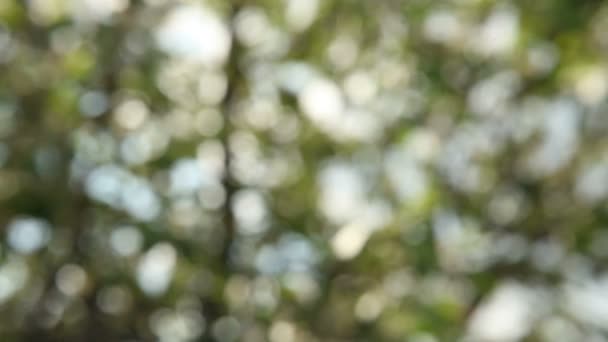 Résumé fond bokeh .