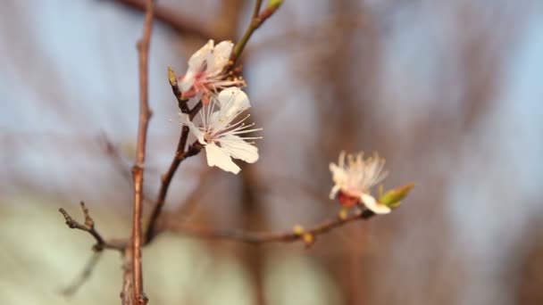 Kwitnienia cherry tree kołysze się na wietrze — Wideo stockowe