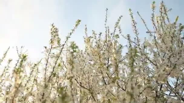 Blommande körsbärsträd gungar i vinden — Stockvideo