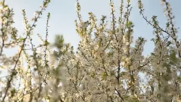 Floração árvore cereja oscila no vento — Vídeo de Stock