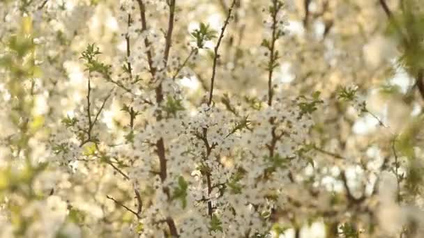 El cerezo floreciente se balancea en el viento — Vídeos de Stock