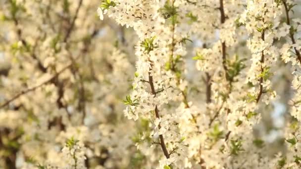 El cerezo floreciente se balancea en el viento — Vídeos de Stock