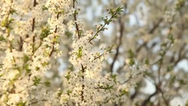 El cerezo floreciente se balancea en el viento — Vídeos de Stock