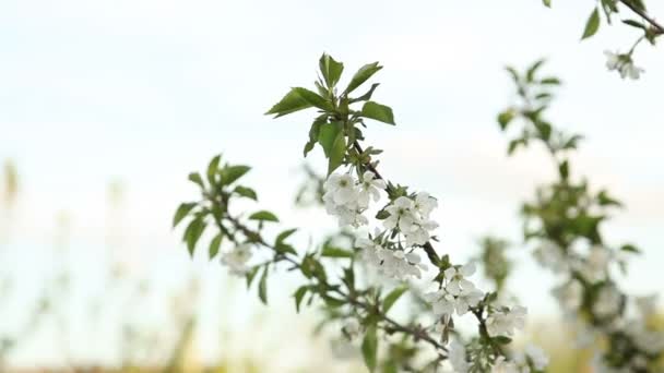 Blommande körsbärsträd gungar i vinden — Stockvideo
