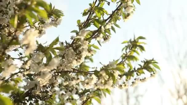 Bloeiende kersenboom slingerbewegingen in de wind — Stockvideo