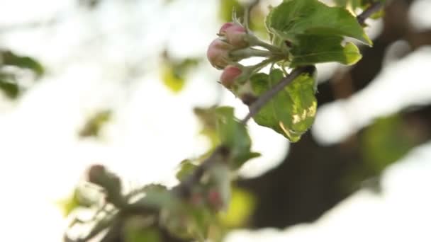 El manzano floreciente se balancea en el viento — Vídeo de stock