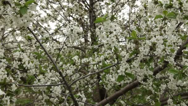 Blommande äppelträd gungar i vinden — Stockvideo