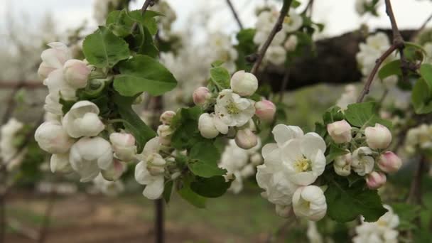 Квітуча яблуня гойдається на вітрі — стокове відео