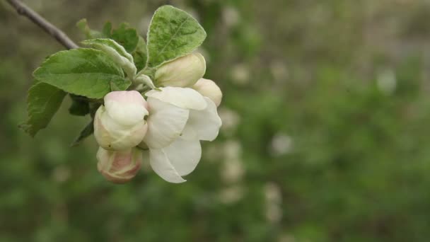 Bloeiende appelboom zwieren in de wind — Stockvideo