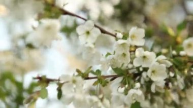 çiçekli elma ağacı rüzgarda sways