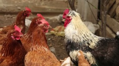 Tavuk padok yürümek.