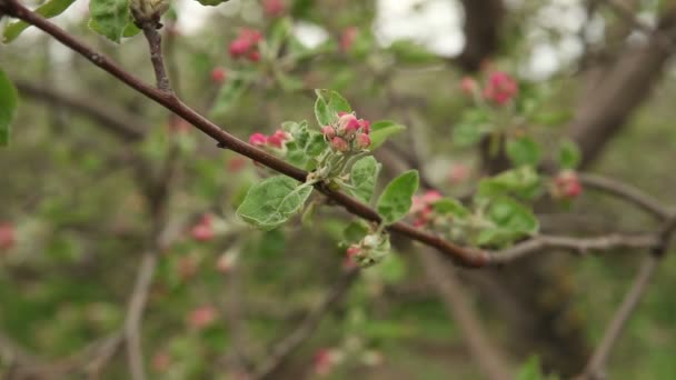 Blühender Apfelbaum wiegt sich im Wind — Stockvideo