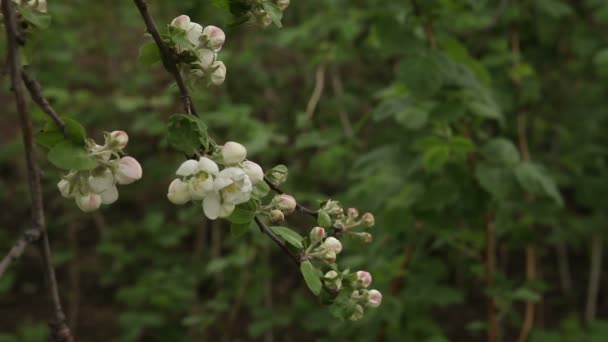 Blommande äppelträd gungar i vinden — Stockvideo