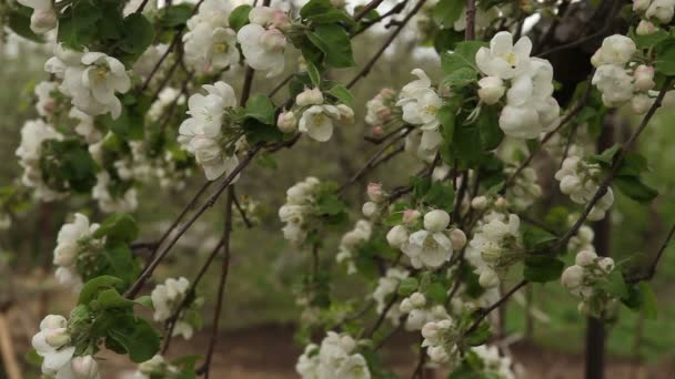 Blommande äppelträd gungar i vinden — Stockvideo