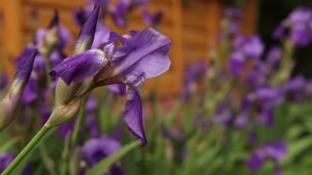 Parterre de fleurs avec iris violets fleurissant — Video