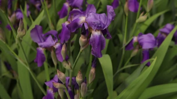 Flowerbed dengan iris ungu mekar — Stok Video