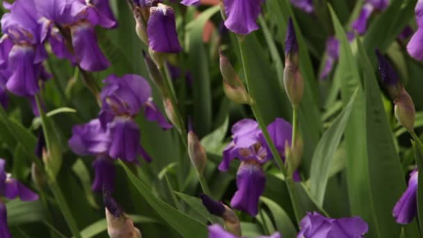 Flowerbed met paarse irissen bloeien — Stockvideo
