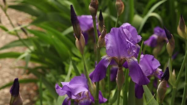 Flowerbed dengan iris ungu mekar — Stok Video