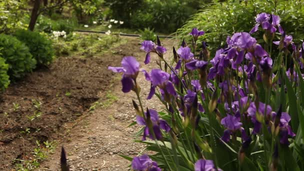 Blumenbeet mit lila Schwertlilien — Stockvideo