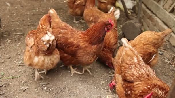 Los pollos caminan por el paddock . — Vídeo de stock