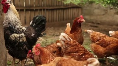 Tavuk padok yürümek.