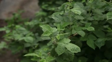 rüzgarda sallanan ahududu çalı portre