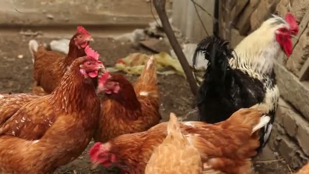 Chickens walk the paddock. — Stock Video