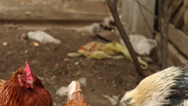 Chickens walk the paddock. — Stock Video