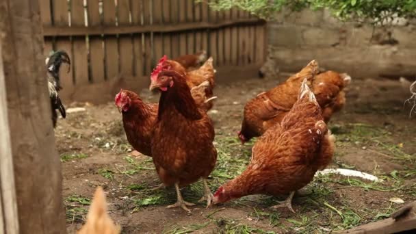 Kippen lopen de paddock. — Stockvideo