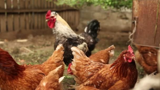 Chickens walk the paddock. — Stock Video