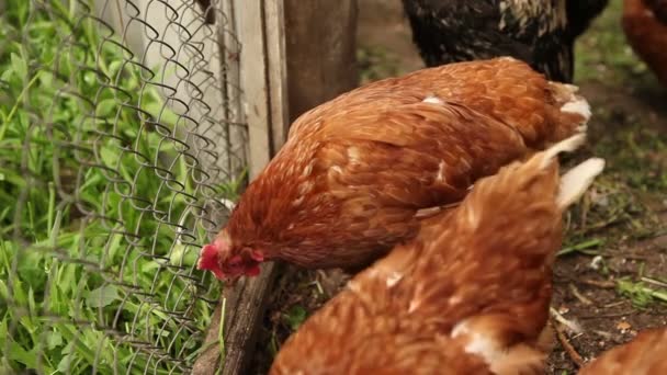 Hühner laufen über die Koppel. — Stockvideo