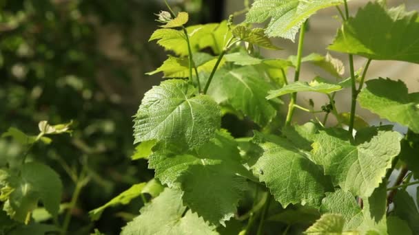 Raspberry bush closeup swaying in the wind — Stock Video