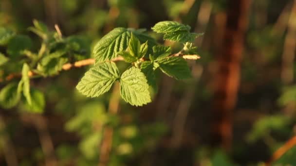 Raspberry bush close-up zwaaiend in de wind — Stockvideo