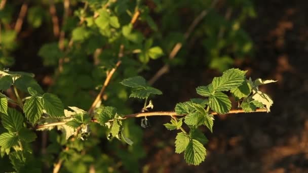 Arbusto de frambuesa primer plano balanceándose en el viento — Vídeos de Stock