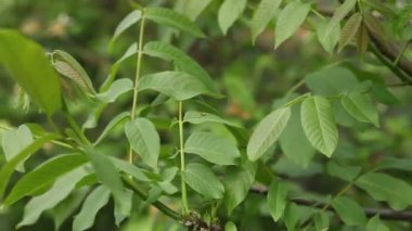 rüzgarda sallanan ceviz ağacı. Yakın çekim.