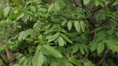 rüzgarda sallanan ceviz ağacı. Yakın çekim.