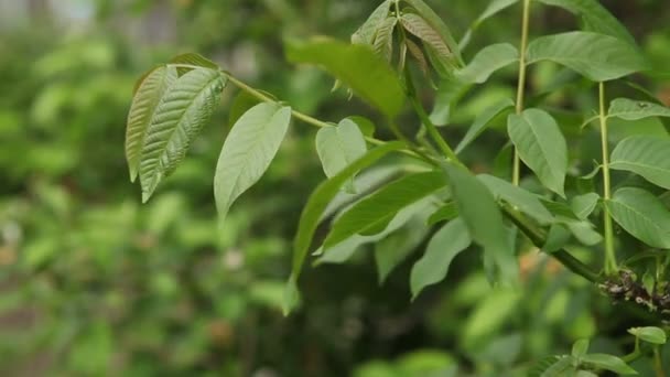 Walnut tree swingen in de wind. Close-up. — Stockvideo