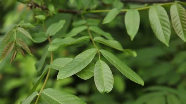 Walnut tree swinging in the wind. Close-up. — Stock Video