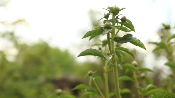 Enge Knospen Tauben wiegen sich im Wind. — Stockvideo