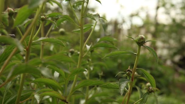 Apretado brotes pions balanceo en el viento . — Vídeos de Stock